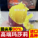 瑪莎莉紅薯【現摘現發(fā)】新鮮蜜薯康平糖心黃金甜香甜日本品種奶油地瓜紅瑤橋頭 5斤【嚴選好果】