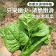 密農(nóng)人家現(xiàn)摘大葉木耳菜 農(nóng)家鮮嫩小青菜 新鮮葉菜木耳菜 新鮮蔬菜300g