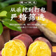海南橋頭地瓜寶寶果板栗紅薯富硒橋頭鎮(zhèn)發(fā)貨 一斤13個(gè)左右 小小地瓜5斤裝 金黃
