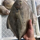 福建海捕黑鯧烏鯧鯧魚雞鯧低溫速凍鎖鮮 3斤（一條300克-500克）