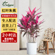 Only you【兩小時達】發(fā)財樹大型綠植花卉室內(nèi)客廳辦公室開業(yè)開業(yè)喬遷送禮 紅葉朱蕉