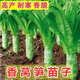 福順德萵筍苗秧 萵苣 青筍紅蔬菜綠心秧苗耐寒秋冬季蔬菜菜種香特濃香型 萵苣萵筍苗 30顆