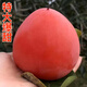 陜西正宗富平大尖柿子5/8斤現摘當季新鮮水果軟糯甜自制吊餅柿餅 8斤大果（單果150-200克） 放軟吃超級甜（也可掛柿餅）