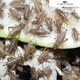 【速發(fā)】白蛐蛐蟋蟀活體飼料蜥蜴守宮蜘蛛龍魚鳥食物針頭蟋蟀油葫蘆 1-2厘米 白蟋蟀100只