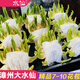 黎昕【7-10花苞 精品雕刻】漳州水仙花單瓣種球復瓣冬季桌面客廳年宵 (單瓣雕刻)7-10個(gè)花苞2粒 其他