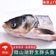 安峰山花鰱魚頭微山湖鮮活胖頭魚新鮮活魚現(xiàn)殺花鰱魚大鰱魚鮮魚淡水魚 魚頭2斤1只 胖頭魚