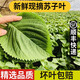 良知農(nóng)哥 【順豐】東北新鮮蘇子葉 蘇紫葉蘇菜葉 健康輕食 500g約170-200片左右