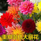 花中酷 四季開(kāi)花 大麗花種子四季種易活花海庭院散裝多年生小麗花種子 散裝精選半斤混色大麗花