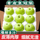 京真果正宗安徽碭山皇冠梨當(dāng)季現(xiàn)摘青皮梨子脆甜多汁孕婦新鮮水果 9斤