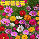 藝辛花種子四季開(kāi)花多年生野花組合種子耐寒耐旱室外庭院矮桿易種易活 矮桿七彩格?；ò虢? title=