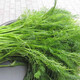 一播大地 茴香種子 香料調(diào)料蔬菜種子 陽臺(tái)綠色盆栽種子 割茬茴香種子原裝7克