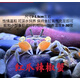 澤馭名寵迷你蟹辣椒蟹寵物魚缸觀賞蟹淡水活體草缸可深水養(yǎng)殖小螃蟹除藻蟹 紅爪辣椒蟹5公5母多+3只備損