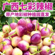 果真秀廣西七彩椒 新鮮現摘泡椒酸脆下飯制作原彩椒 新鮮采摘【現摘】 3斤