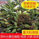 騰百草現發(fā)石橄欖新鮮廣西石橄欖雙葉石仙桃燉湯補品中小號福建石橄欖 【雙葉小果石橄欖】500克