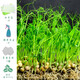 壽禾 家居無(wú)土栽培芽苗菜種子陽(yáng)臺批發(fā)育苗套裝水培紙上家庭種植蔬菜 豌豆苗芽苗菜套餐(含1斤種子)