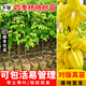 芥圃楊桃樹苗 官方旗艦 嫁接四季紅甜楊桃苗臺灣馬來西亞楊桃樹苗果樹 四季甜紅楊桃 【帶土帶葉發(fā)貨】 5年苗 高度：120-140公分