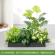 綠道Greenway仿真綠植造景花箱假花組合擺設景觀(guān)戶(hù)外植物盆栽隔斷室內裝飾陽(yáng)臺 HC-BH6002