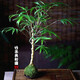 苔蘚球金絲佛肚竹羅漢竹盆栽景竹子苗葫蘆竹客廳陽(yáng)臺苔玉佛肚竹 苔蘚金絲佛肚竹1球