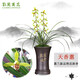 劉閣蘭花蘭花苗 濃香蘭花天香蕙冬帶花苞出售室內室外綠植蘭草花卉盆栽 3苗連體裸根