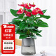花翁水培紅掌盆栽花卉室內(nèi)綠植源頭直發(fā) 【爆款新品】特級(jí)紅掌繁星盆