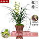 華香園蘭花 程梅 蕙蘭濃香型 辦公室內盆栽盆景綠植盆栽花卉 程梅 1苗 帶花苞  裸根發(fā)貨