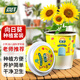 尚洋DIY兒童種植盆栽套裝向日葵種子學(xué)生植物觀(guān)察杯幼兒園迷你小盆栽