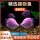 接吻魚(yú)觀賞魚(yú)金魚(yú)活魚(yú)親嘴魚(yú)熱帶魚(yú)好養(yǎng)活體小型寵物魚(yú)會(huì)親嘴的魚(yú) 【3-4CM】精選接吻魚(yú) 4條