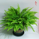 波士頓室內(nèi)植物厥盆栽綠植辦公室蕨類植物波士頓蕨綠植 盆栽 波斯頓厥+1加侖盆 默認(rèn)分類