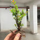 水楊梅小老樁水培魚缸造景溪流缸水陸缸水草植物植物四季常青 水楊梅小樁子1顆