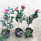 茶梅樹(shù)苗 茶枚盆栽樹(shù)庭院花園陽(yáng)臺耐寒年宵花卉盆景盆栽地栽 3年茶梅 不含盆