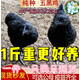 純種1斤五黑雞苗五黑一綠雞活苗綠殼蛋雞活體黑烏雞苗下蛋雞小雞 1斤左右五黑雞10只