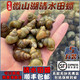 云映漁舟微山湖鮮活清水田螺新鮮螺螄無泥無沙活體的大石螺可剪尾螺絲順豐 1斤剪尾田螺（凈重包鮮到家） 500g