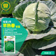 京研甘藍種子卷心洋圓白菜包菜種籽大全春秋甘藍秧苗農科院蔬菜種籽孑 寶藍1號 1克