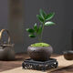 卉雙【幸運四葉草】竹柏盆景盆栽植物室內辦公室桌面綠植四季常青 四葉草+舍得紫砂盆+底座+苔蘚