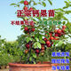 鈣果苗 中華高鈣果樹(shù)苗 歐李苗陽(yáng)臺盆栽庭院地栽當年結果特大 5年苗 當年結果 包活 30cm(含)-40cm(不含)