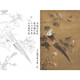 桔舍李曉明工筆畫(huà)白描底稿芙蓉錦雞四尺原作大小66*98厘米花鳥(niǎo)線稿含A3步驟圖及用色說(shuō)明KC22