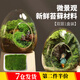 靚做 苔蘚微景觀青苔植物鮮活白發(fā)蘚創(chuàng)意小盆栽雨林缸diy盆景假山裝飾 新鮮（雙層）一盒