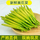 皓謙黃花菜新鮮金針菜涼拌時(shí)令蔬菜產(chǎn)地農家野菜 500g