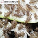 桐汝壁白蛐蛐蟋蟀活體飼料蜥蜴守宮蜘蛛龍魚(yú)鳥(niǎo)食物針頭蟋蟀油葫蘆 1-2厘米白蟋蟀100只