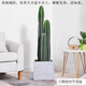 量天尺仙人掌仙人柱多肉盆栽植物網(wǎng)紅北歐風(fēng)中大型客廳辦室內盆栽 3顆組合80+60+40cm帶根須(不含盆)