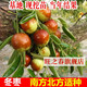 棗樹樹苗果樹苗庭院果苗沾化冬棗苗地栽南方北方種植盆栽棗子樹苗嫁接棗樹苗水果樹苗陽臺庭院盆栽地栽 冬棗苗棗樹苗當(dāng)年結(jié)果