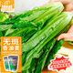 IDEAL理想農業(yè) 油麥菜種子秋冬季耐寒香甜油麥菜籽蔬菜種子基地大規格