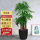 芙洛拉花園【兩小時達(dá)】發(fā)財(cái)樹綠蘿金錢樹散尾葵天堂鳥大型綠植室內(nèi)開業(yè)喬遷 步步高發(fā)財(cái)樹