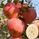 青意萱矮化蘋(píng)果盆栽當年結果紅富士室內外南北方種植陽(yáng)臺嫁接盆景樹(shù)樁苗 冰糖心【當年結果苗】