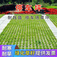 青上青進口草坪種子草籽四季常青矮生免修剪草坪綠化工程護坡耐寒耐踐踏 停車坪1斤【耐踏耐旱】