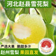 遠達（YUANDA）趙縣正宗雪花梨冰糖雪梨新鮮水果梨子大果整箱熬湯特產(chǎn) 雪花梨大果凈重4.5斤