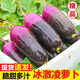 山東冰激凌冰淇淋冰糖心水果蘿卜新鮮濰坊脆甜生吃鳳梨紫皮蘿卜 5斤【大果3-6個(gè)】
