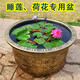 蒲戀養睡蓮荷花特大號塑料加厚耐曬花盆缸蓮藕銅錢(qián)草水培碗蓮無(wú)孔種植 鳳紋 50#外口徑51*高30cm 無(wú)孔荷花盆