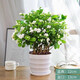 致薈樹(shù)四季茉莉花盆栽陽(yáng)臺觀(guān)花植物茉莉花苗辦公室內桌面綠植花卉帶花苞 茉莉花【橫紋盆】