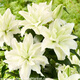 播種心情荷蘭進(jìn)口重瓣香水百合花種球帶芽LA OT LO鐵炮陽(yáng)臺盆栽庭院地栽根 愛(ài)莎重瓣1球 其他